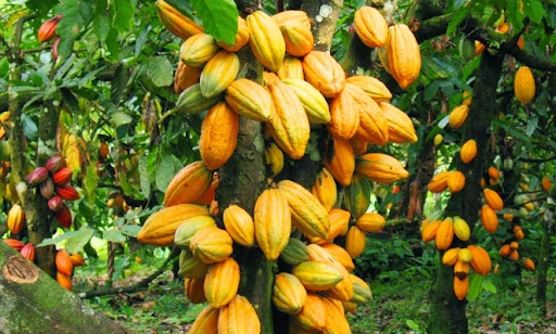 Cote d'Ivoire cocoa tree